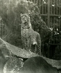 Leopard Rex steht auf Felsen in seinem Gehege im Londoner Zoo, 1923 (Schwarz-Weiß-Foto)